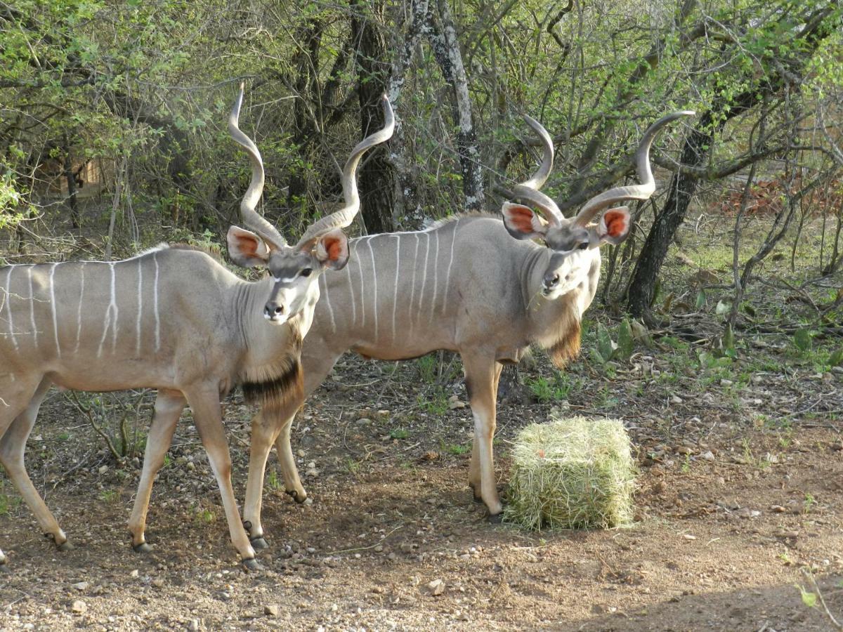 Buffalo Marloth Park Exterior foto